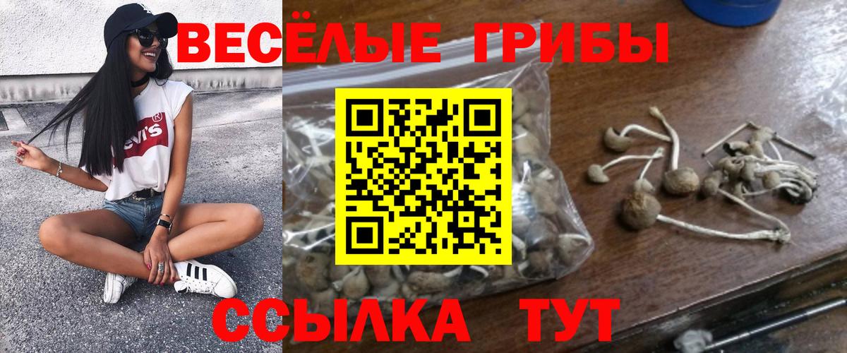 Псилоцибиновые грибы Psilocybine cubensis  Псилоцибиновые грибы прущие грибы  Вход с VPN  Кировск 